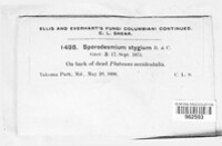 Sporidesmium stygium image